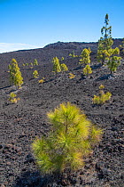 Canary pine trees (Pinus canariensis) in lava field on volcanic slope, Teide National Park, Tenerife, Canary Islands