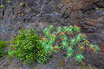 Montpellier rockrose (Cistus monspeliensis) and Tabaiba majorera / roja(Euphorbia atropurpurea) Tenerife, Canary Islands