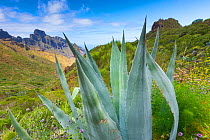 Century plant / Agave (Agave americana) in foreground of overview of valley, Tenerife, Canary Islands