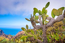 Prickly pear cactus/ Barbary fig (Opuntia ficus indica) on mountain overlooking sea, Parque Rural de Teno, Tenerife, Canary Islands