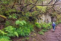 Hiker in montane laurel forest with moss covered trees overhanging trail and dense understory of ferns, Anaga Rural Park, Anaga Mountains, Tenerife, Canary Islands