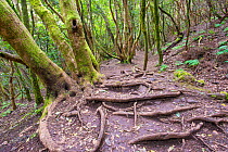 Moss covered trees in montane laurel forest, Anaga Rural Park, Anaga Mountains, Tenerife, Canary Islands