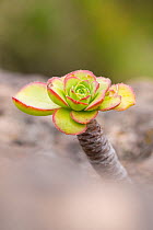 Succulent (Aeonium pseudourbicum) endemic to Tenerife, Canary Islands
