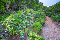 Canary Island foxglove (Isoplexis / Digitalis canariensis) on mountain track, endemic flower of the Canary Islands; Tenerife