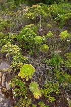 Succulent (Aeonium pseudourbicum) and Narrow leaved cistus (Cistus monspeliensis) Tenerife, Canary Islands, Europe.