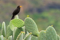 Blackbird (Turdus merula cabrerae) male singing from Prickly pear cactus / Barbary fig (Opuntia ficus indica) Tenerife, Canary Islands, Europe.