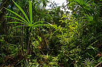 Aguaje palm swamp (Mauritia flexuosa) Maijuna Indigenous Community, Rainforest, Sucusari, Rio Napo, Loreto, Peru. January 2013.