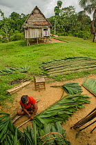 Woman tying palm leaves around wood to create roofing, Maijuna Indigenous Community, Rainforest, Sucusari, Rio Napo, Loreto, Peru. January 2013.