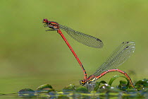 Large red damselfly (Pyrrhosoma nymphula) mating and female laying eggs in vegetation, under the waterline, Brasschaat, Belgium, June.
