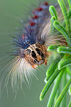 Caterpillar of European Gypsy moth ( Lymantria dispar) on pine branch, Brasschaat, Belgium, July.