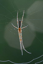 Common stretch spider (Tetragnatha extensa) resting on web, Peerdsbos, Brasschaat, Belgium, June.