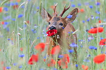 Roe deer (Capreolus capreolus) feeding in field with flowering Poppies (Papaver rhoeas) and Cornflower (Centaurea cyanus), De Inslag, Brasschaat, Belgium, June.