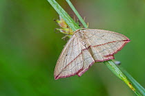 Blood-vein moth (Timandra griseata) resting on grass blade, Klein Schietveld, Brasschaat, Belgium, June.