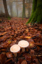 Trooping funnel fungus (Clitocybe geotropa) two fruiting bodies in leaf litter in autumn woodland, November, North Somerset, United Kingdom.