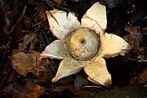 Collared earthstar fungus (Geastrum triplex) showing spore bag and rays, growing in leaf litter, North Somerset, United Kingdom. Late October.