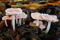 Rosy bonnet fungus (Mycena rosea) cluster growing in leaf litter in mixed woodland, North Somerset, United Kingdom. October.