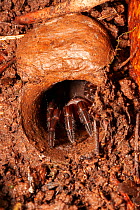 Trapdoor spider (Misgolus sp.) in burrow entrance, burrow camouflaged under tree roots in rainforest, Bunya Pine Mountains, Queensland, Australia.