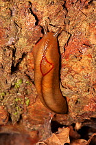 Red triangle slug (Triboniophorus graeffei) on tree bark, largest slug found on the east coast of Australia, Bunya Pine Mountains National Park, Queensland, Australia.