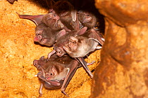 Common vampire bat (Desmodus rotundus) family group infested with ectoparasitic batflies (Hippoboscoidea) roosting in cave aven / vertical shaft, Yucatan Peninsula Mexico