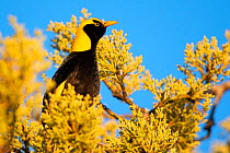Regent bowerbird (Sericulus chrysocephalus) male sitting in budding mango tree (Mangifera indica), Ravensbourne, Queensland, Australia.