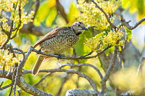 Regent bowerbird (Sericulus chrysocephalus) female sitting in budding Mango tree (Mangifera indica) Ravensbourne, Queensland, Australia.