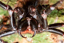 Sydney funnel web spider (Atrax robustus) close up showing venom droplets on fangs, bites were nearly always fatal before developing antivenom, Bunya Pine Mountains National Park, Queensland, Australi...
