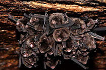 Eastern long fingered bat (Miniopterus orianae oceanensis) roosting in a cluster on roof of a cave during day, a few ectoparasitic batflies (Hippoboscoidea) are visible, Girraween National Park, Queen...