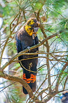 Glossy black cockatoo (Calyptorhynchus lathami) female with yellow patches on head feeding in tree, feeds exclusively on Casuarina (Casuarina equisetifolia) seeds, Capertee, New South Wales, Australia...