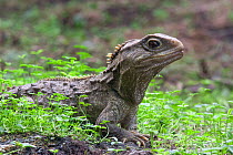Tuatara (Sphenodon punctatus) portrait, the only surviving species of an order that flourished 200 million years ago, The Brothers Islands, Cook Straits, South Island, New Zealand.