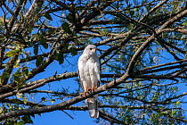 Grey goshawk (Accipiter novaehollandiae) perched in branches of tree, ambush hunter of small birds and mammals in forests and woodlands, Bunya Mountains, Queensland, Australia.