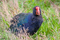 South Island takahe (Porphyrio hochstetteri) in grassland, large endemic flightless swamp hen thought to be extinct, rediscovered in 1948, New Zealand.