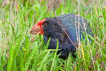 South Island takahe (Porphyrio hochstetteri) crouched in grassland, large endemic flightless swamp hen thought to be extinct, rediscovered in 1948, New Zealand.