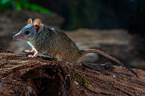 Yellow footed antechinus (Antechinus flavipes) on deadwood, small marsupial carnivore usually active at night, Toowoomba, Queensland, Australia.