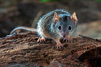 Yellow footed antechinus (Antechinus flavipes) on deadwood, small marsupial carnivore usually active at night, Toowoomba, Queensland, Australia.