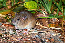 Fawn footed melomys (Melomys cervinipes) holding blade of grass in paws, foraging at roadside in rainforest, Paluma Range, Queensland, Australia.