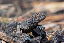 Condamine earless dragon (Tympanocryptus condaminensis) resting on rocks, endangered lizard restricted to remnant areas of grassland in black soil cropping lands, Dalby, Queensland, Australia.