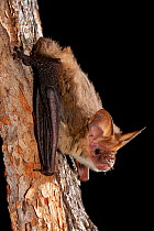 South eastern / Corbens long eared bat (Nyctophilus corbeni) clinging to tree trunk at night, Bringalilly, Queensland, Australia.