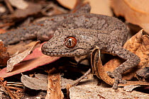 Eastern spiny tailed gecko (Strophurus williamsi) in leaf litter at night, Inglewood, Queensland, Australia.