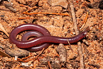 Woodland blind snake (Anilios proximus) on sandy substrate, subterranean snake that feeds on eggs and larvae of bulldog ants, Inglewood, Queensland, Australia.