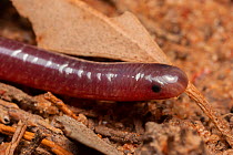 Woodland blind snake (Anilios proximus) portrait on sandy substrate, subterranean snake that feeds on eggs and larvae of bulldog ants, Inglewood, Queensland, Australia.