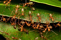 Green tree ants (Oecophylla smaragdina) defending their leafy nest in a low shrub, Cooktown, Queensland, Australia.
