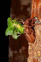 Northern greengrocer cicada (Cyclochila virens) adult on tree trunk hatching from nymph at night, Cooktown, Queensland, Australia. Sequence.