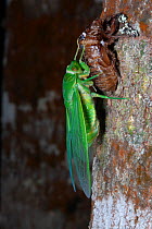 Northern greengrocer cicada (Cyclochila virens) adult on tree trunk hatching from nymph at night, Cooktown, Queensland, Australia. Sequence.