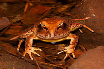 Fleays / Queensland barred frog (Mixophyes fleayi) in leaf litter, endangered species found in mountain streams in rainforest in Southern Queensland and Northern New South Wales, Goomburra State Fores...