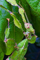 Spiny leaf insect (Extatosoma tiaratrum) female camouflaged on leaf, large phasmid found in Eucalypt (Myrtaceae) trees, Toowoomba, Queensland, Australia.