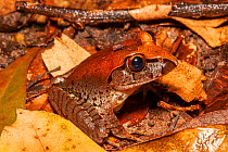 Giant barred frog (Mixophyes iteratus) juvenile sitting in leaf litter with mosquito (Culicidae) on its head feeding on blood, endangered frog that inhabits rainforests in high rainfall areas of the E...