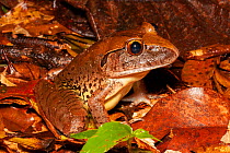 Giant barred frog (Mixophyes iteratus) sitting in leaf litter, endangered frog that inhabits rainforests in high rainfall areas of the Eastern Seaboard of Australia.