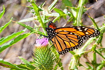 Monarch butterfly (Danaus plexippus) feeding on thistle (Asteraceae) flower. Introduced butterfly established in temperate and subtropical regions, Bunya Pine Mountains National Park, Queensland, Aust...