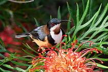 Eastern spinebill (Acanthorhynchus tenuirostris) male visiting Grevillea flower, small honeyeater found in forests, woodlands and gardens in Eastern Australia, Toowoomba, Queensland, Australia.