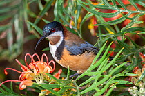 Eastern spinebill (Acanthorhynchus tenuirostris) male visiting Grevillea flower, small honeyeater found in forests, woodlands and gardens in Eastern Australia, Toowoomba, Queensland, Australia.
